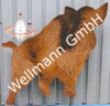 (Bild für) Wildschwein seitlich